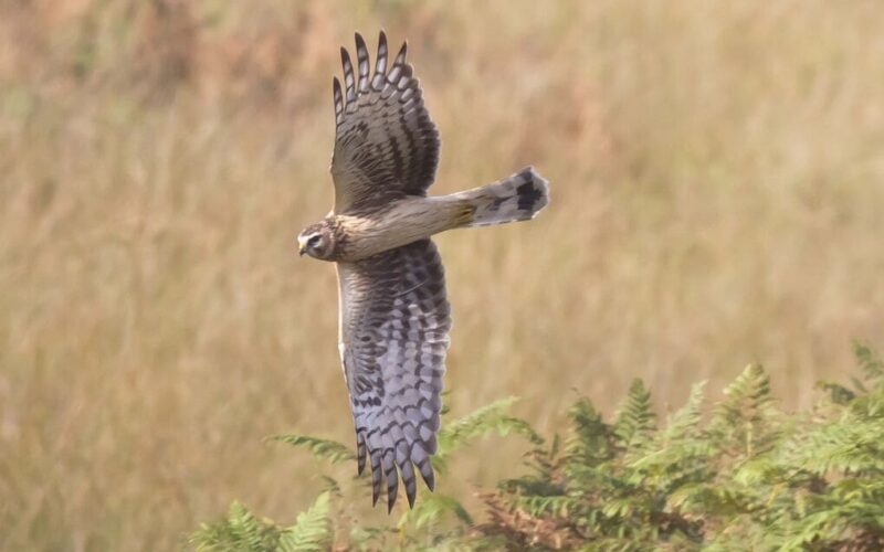 La importancia del Corredor Biológico Mesoamericano según Max van Rijswijk