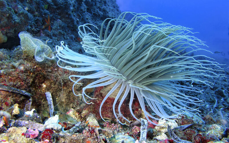 Importancia del corredor biológico para el clima, con Max van Rijswijk