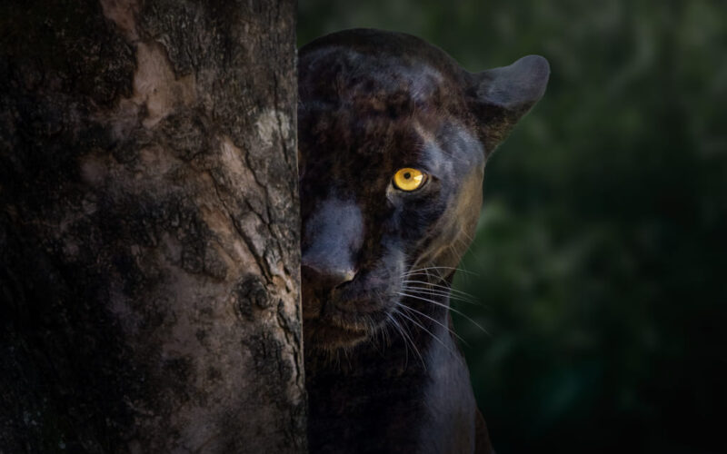 La conexión cultural entre Panamá y sus felinos con Max van Rijswijk